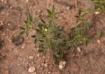 Stylosanthes fruticosa