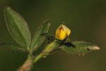 Stylosanthes fruticosa