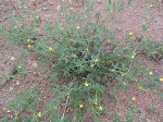 Stylosanthes fruticosa