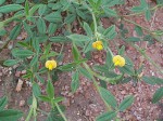 Stylosanthes fruticosa