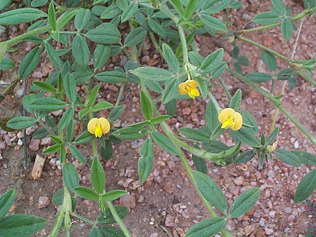 Stylosanthes fruticosa