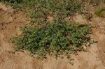 Stylosanthes fruticosa