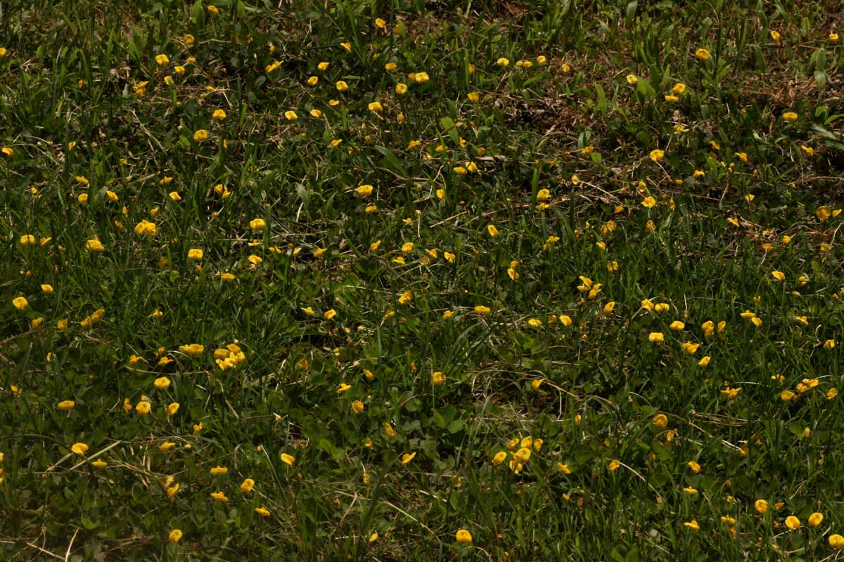 Arachis hypogaea