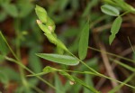 Zornia glochidiata