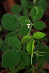 Grona adscendens