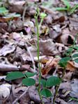 Grona adscendens