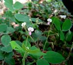Grona adscendens
