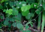 Grona adscendens
