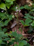 Grona adscendens