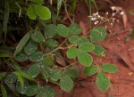 Grona adscendens