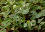 Grona adscendens