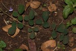 Grona adscendens