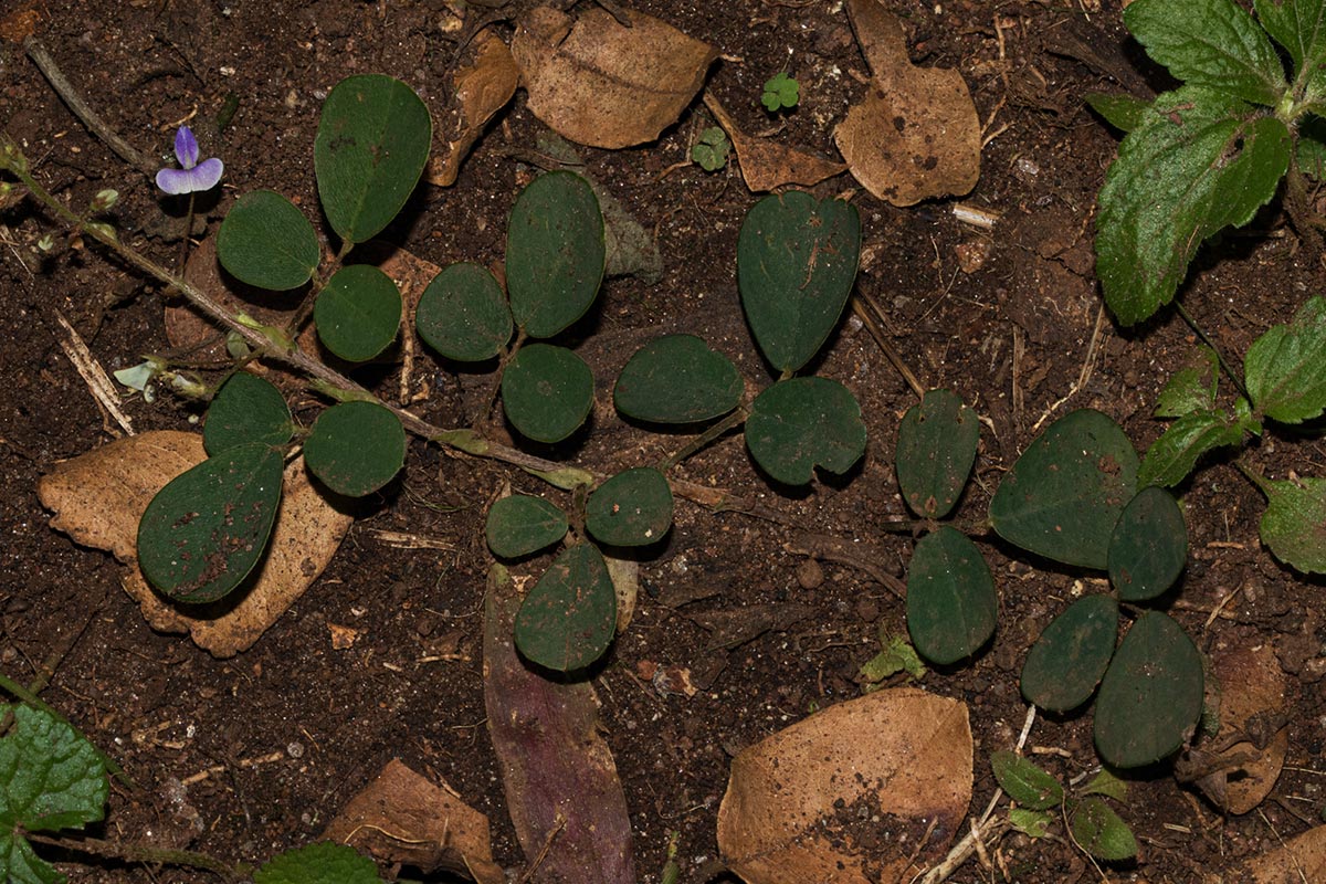 Grona adscendens