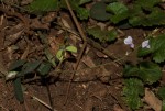 Grona adscendens