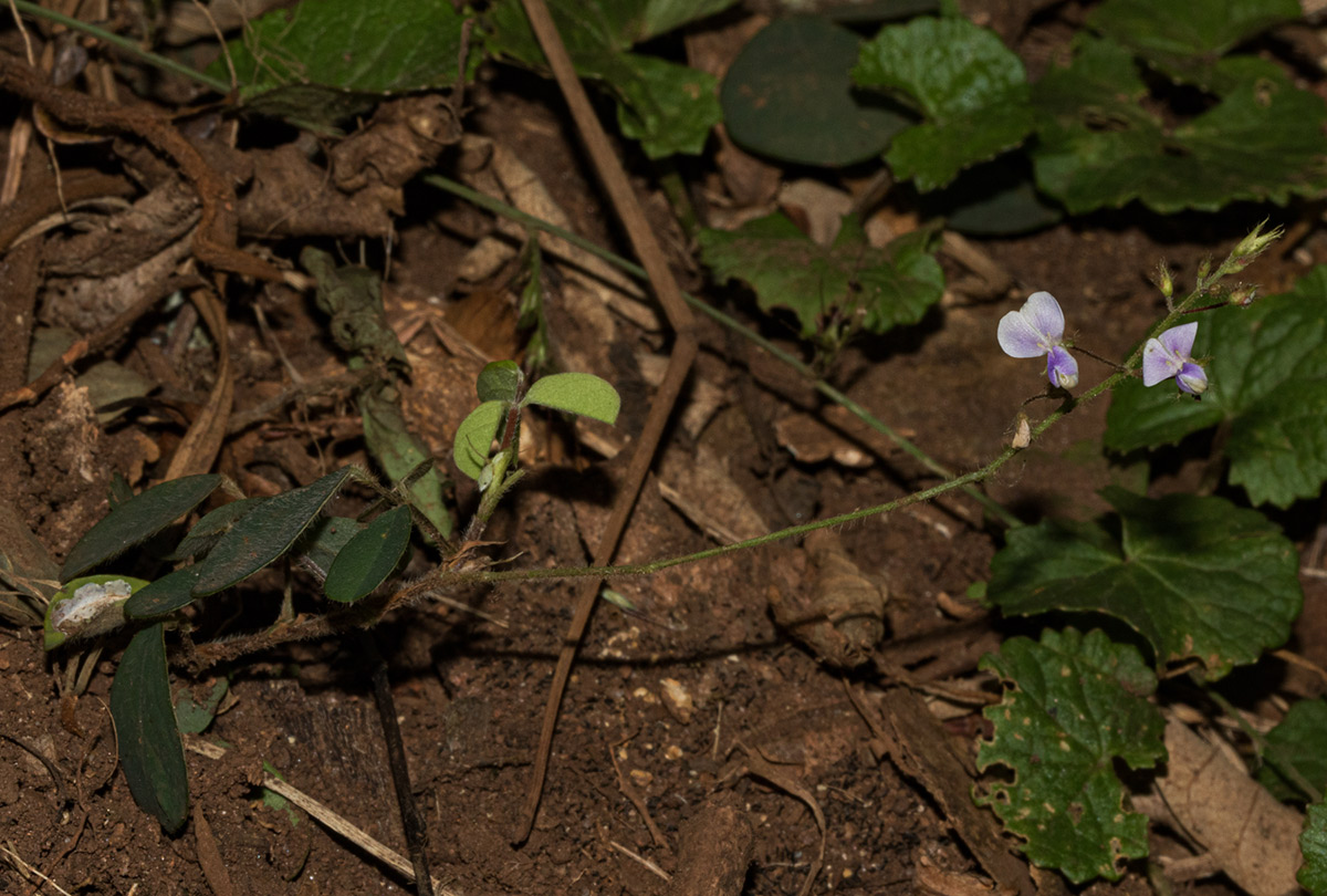 Grona adscendens