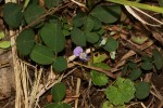 Grona adscendens