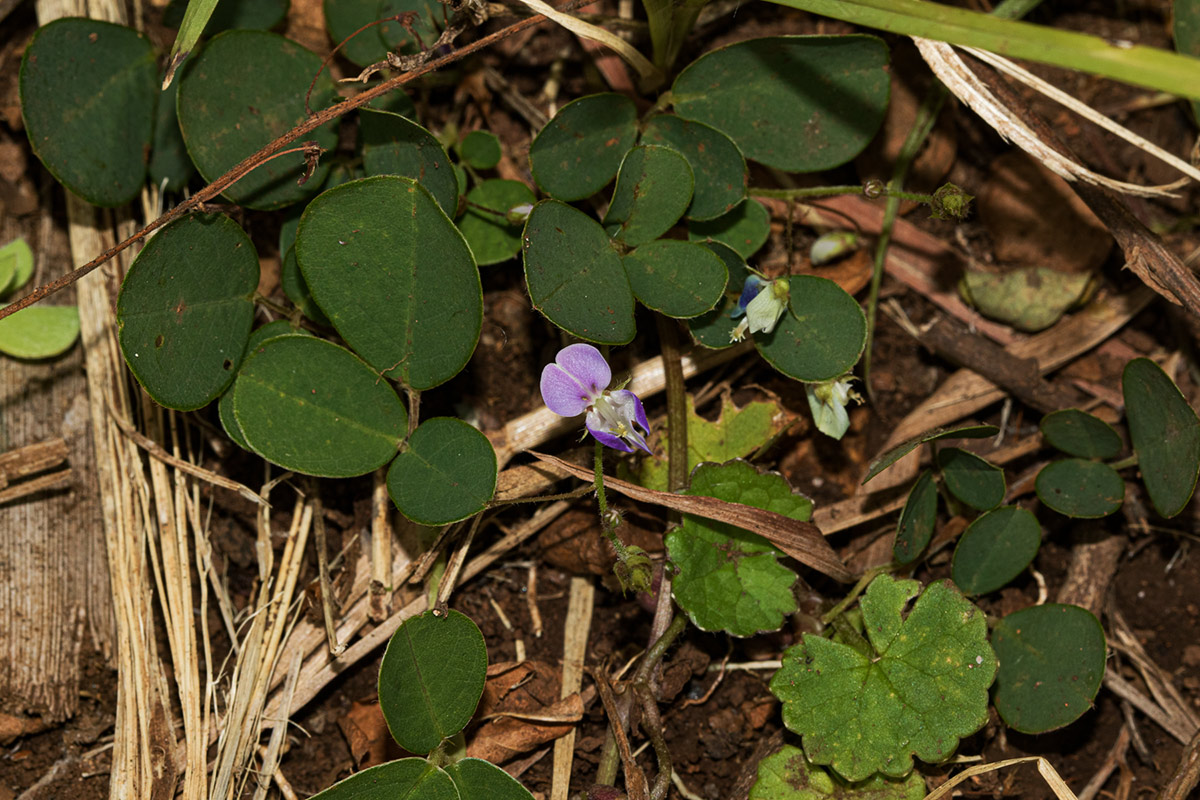 Grona adscendens