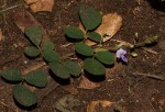Grona adscendens