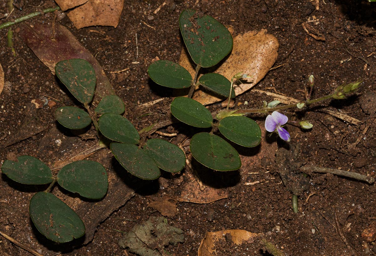 Grona adscendens