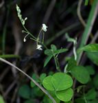 Grona adscendens