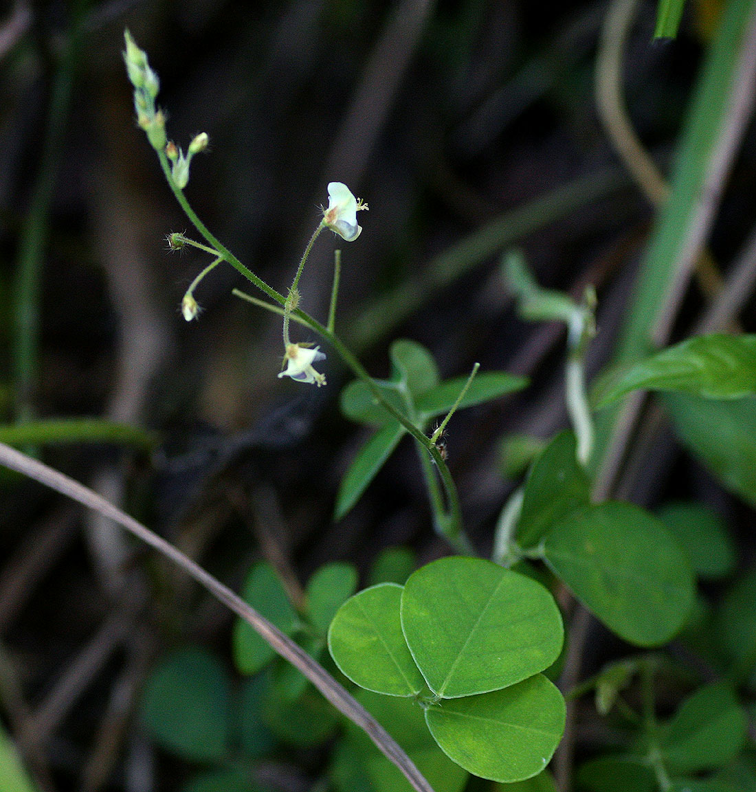 Grona adscendens