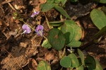 Grona adscendens