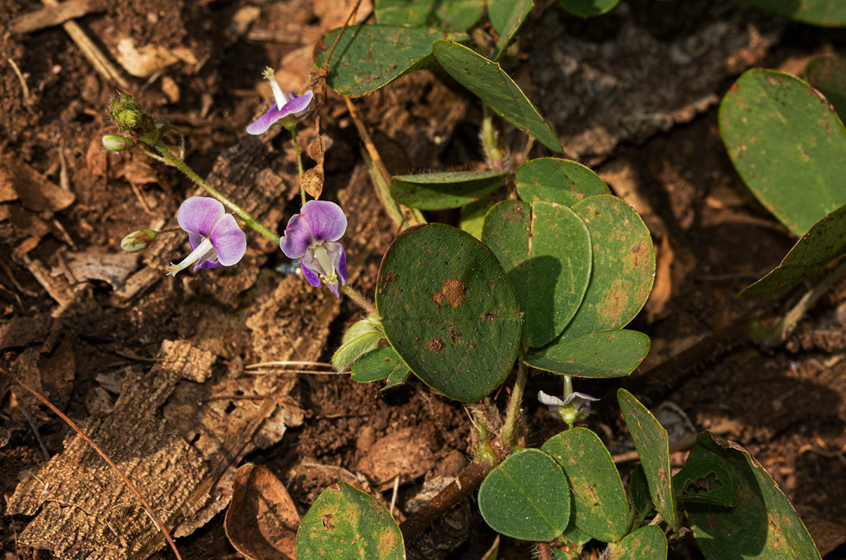 Grona adscendens