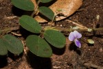 Grona adscendens