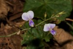 Grona adscendens