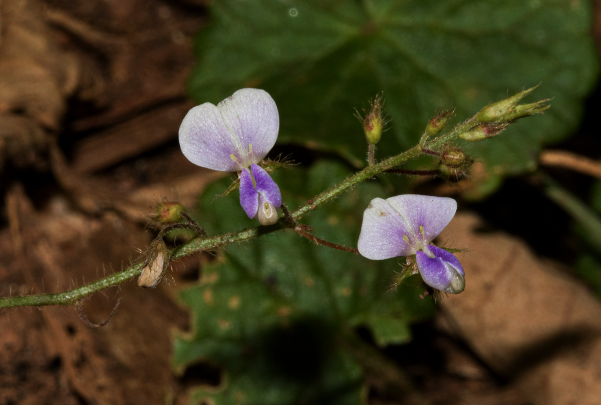Grona adscendens