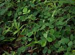 Grona adscendens