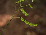 Grona adscendens