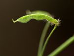 Grona adscendens
