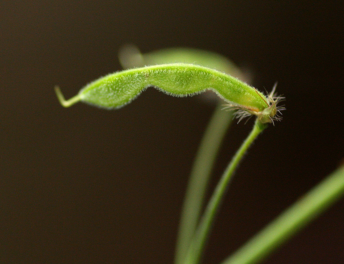 Grona adscendens