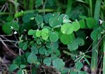 Grona adscendens