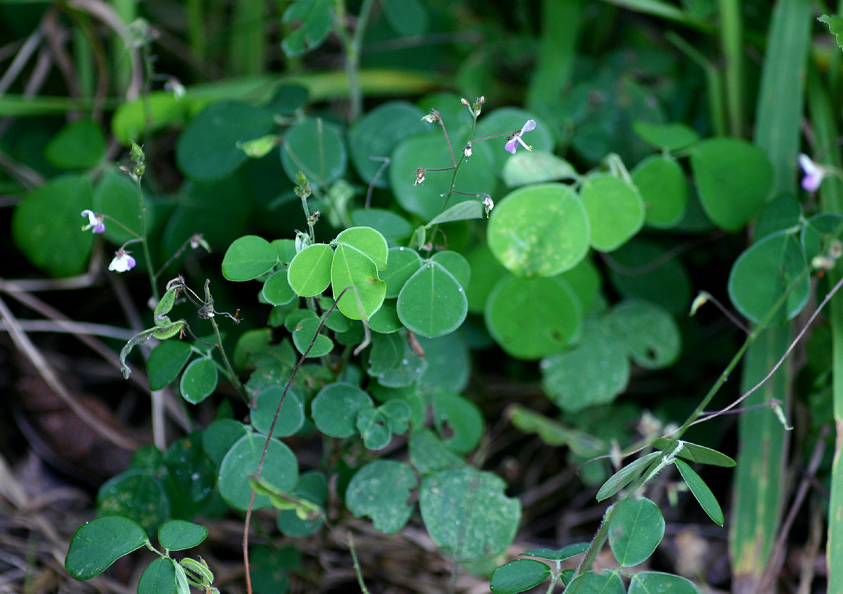 Grona adscendens