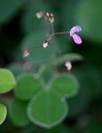 Grona adscendens