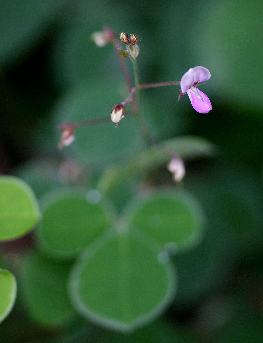 Grona adscendens
