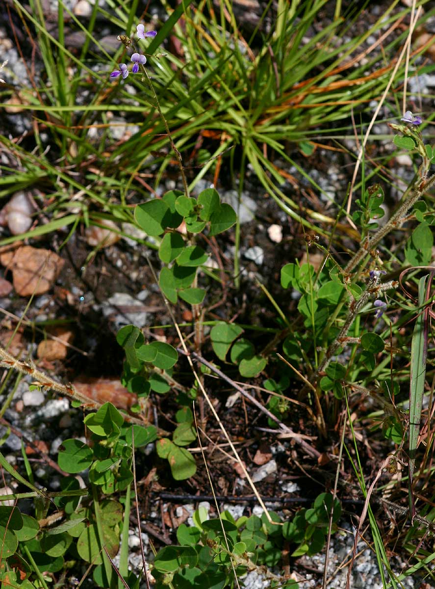 Grona adscendens