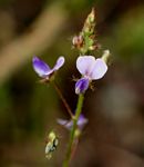 Grona adscendens