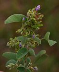 Grona barbata var. argyrea