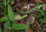 Pleurolobus gangeticus