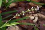 Pleurolobus gangeticus