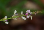 Pleurolobus gangeticus