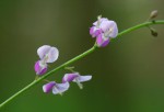 Pleurolobus gangeticus