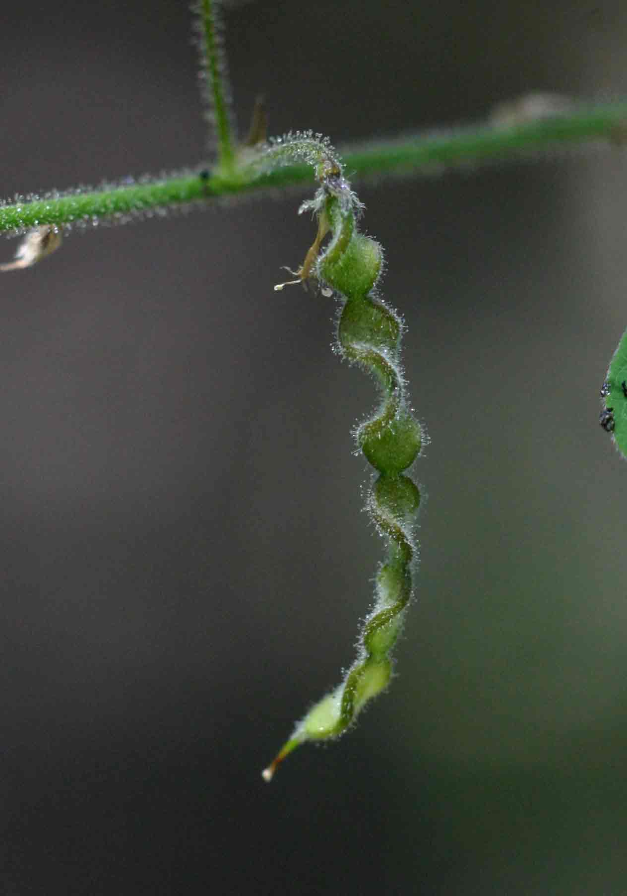 Desmodium tortuosum