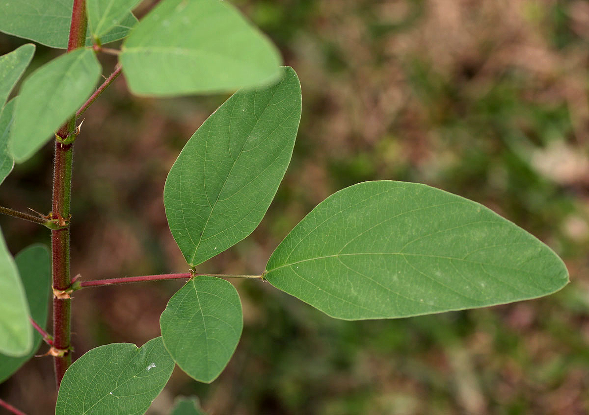 Desmodium tortuosum