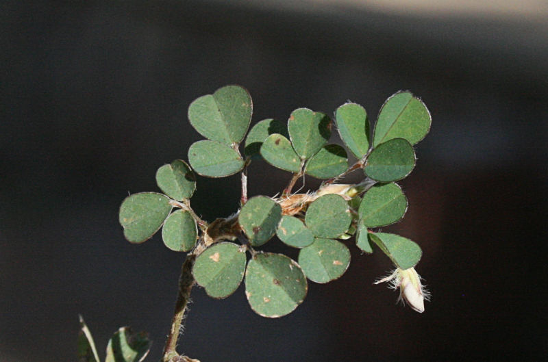 Grona triflora