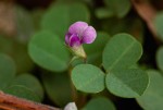 Grona triflora