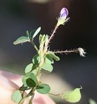 Grona triflora